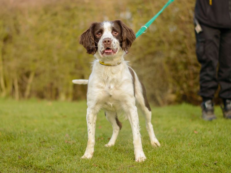 Marley for sale in Kenilworth, Warks - Image 3