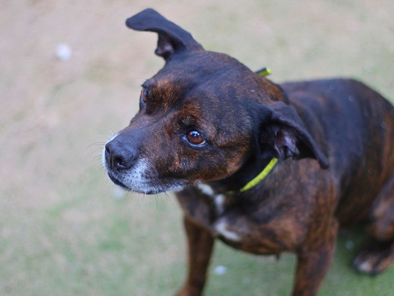 Staffordshire Bull Terrier for adoption in Manchester, Greater Manchester – 10 years old - Image 3 of 4