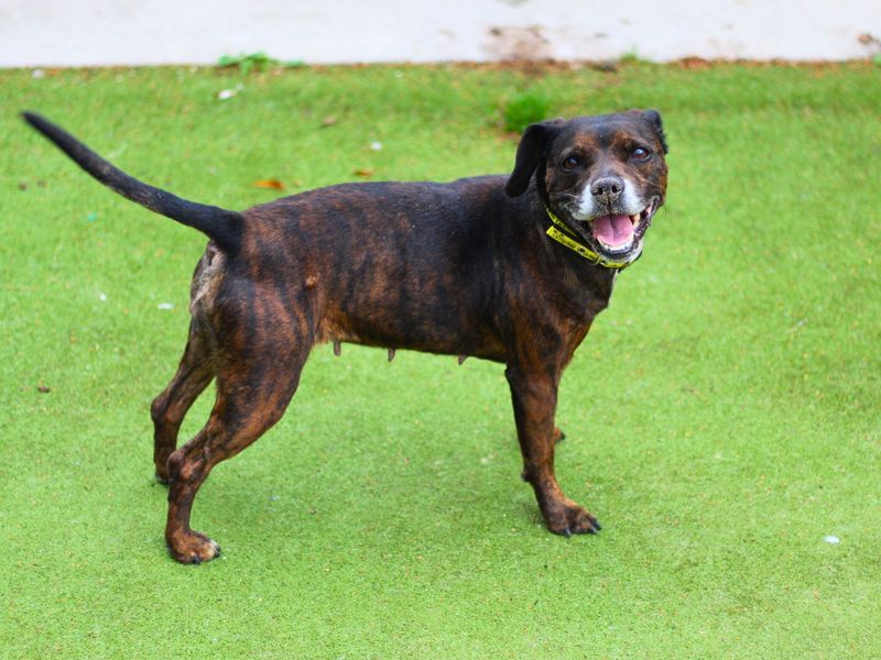 Staffordshire Bull Terrier for adoption in Manchester, Greater Manchester – 10 years old - Image 4 of 4