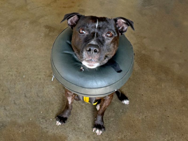 Staffordshire Bull Terrier for adoption in Wickford, Essex – 4 years old - Image 2 of 2