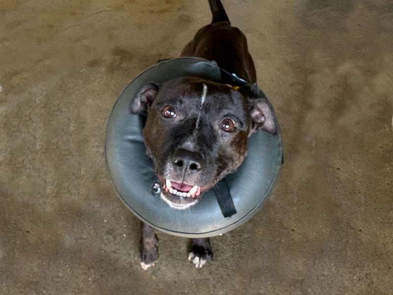 Staffordshire Bull Terrier for adoption in Wickford, Essex – 4 years old - Image 1 of 2