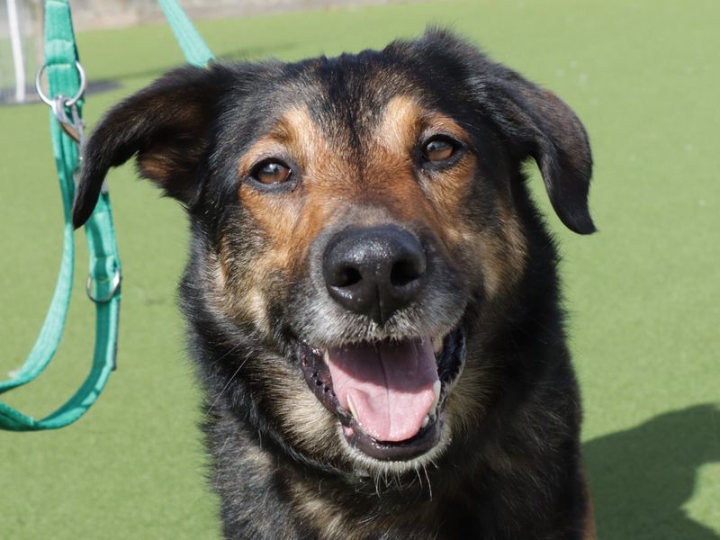 German Shepherd for adoption in Evesham, Worcestershire – 6 years old - Image 2 of 5