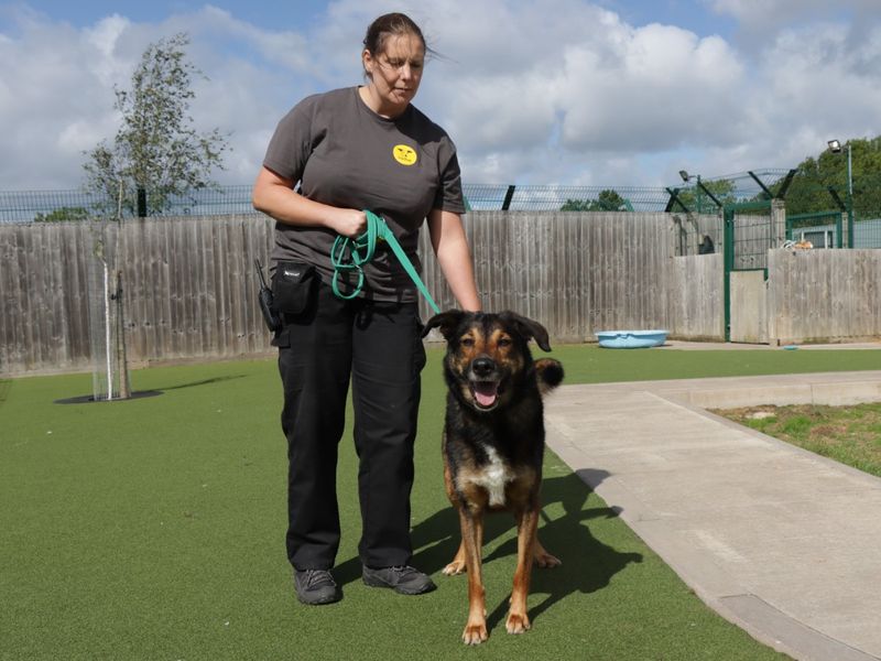German Shepherd for adoption in Evesham, Worcestershire – 6 years old - Image 3 of 5