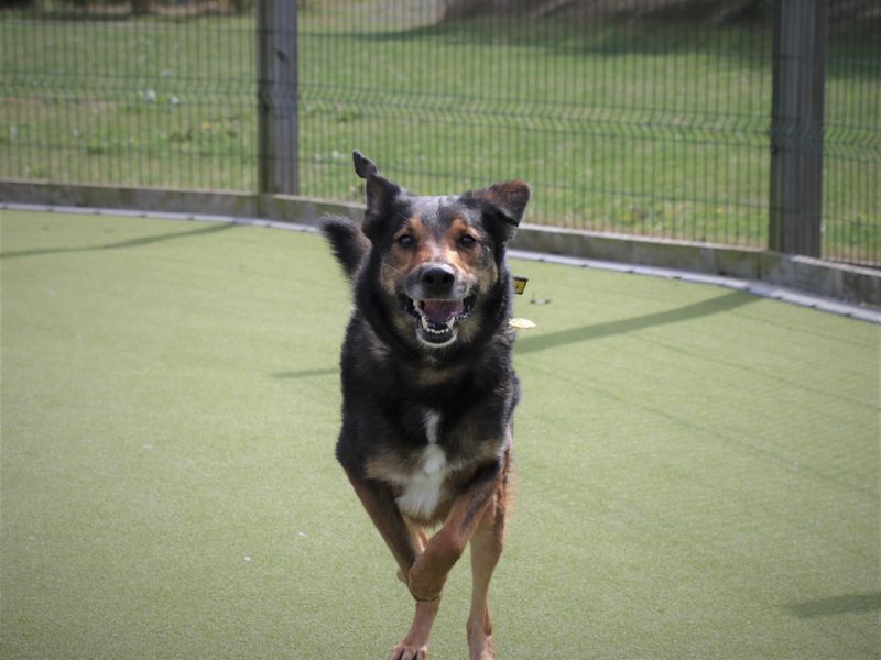 German Shepherd for adoption in Evesham, Worcestershire – 6 years old - Image 5 of 5