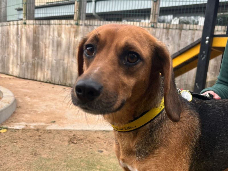 Beagle for adoption in Manchester – 5 years old - Image 2 of 2