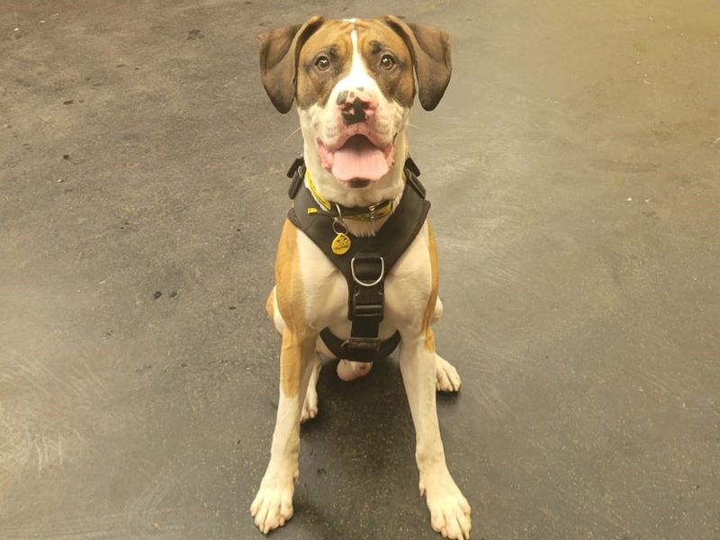 Great Dane for adoption in West Calder, West Lothian – 4 years old