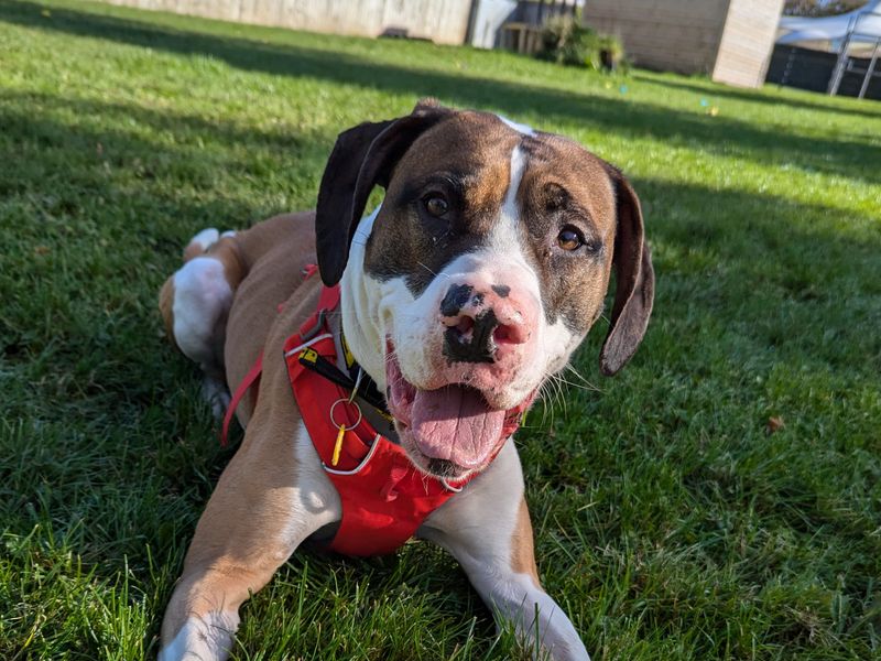 Great Dane for adoption in West Calder, West Lothian – 4 years old - Image 2 of 2
