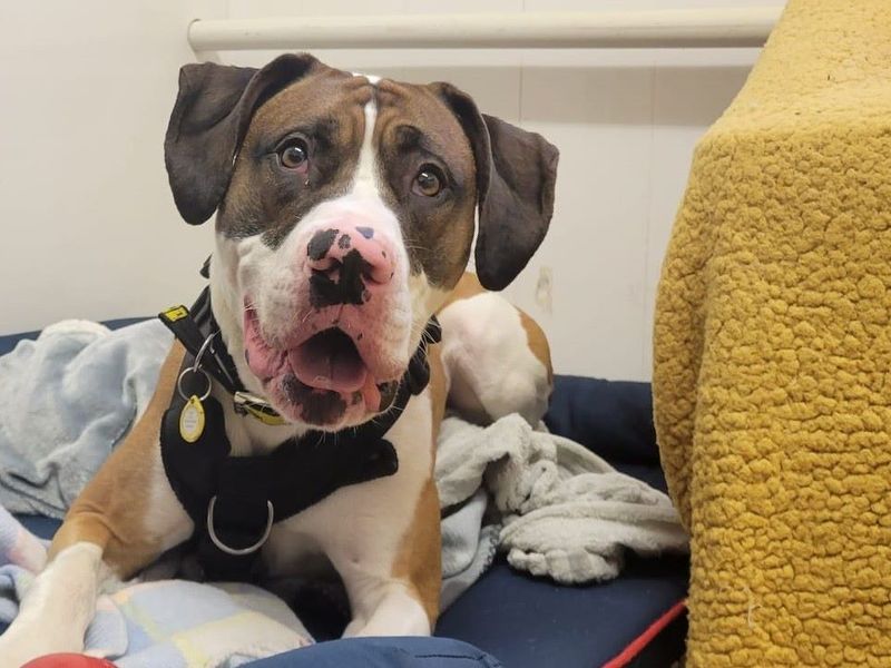 Taz | Great Dane Cross | Cardiff - 1