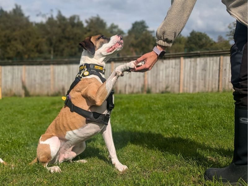 Taz | Great Dane Cross | West Calder (Edinburgh) - 1