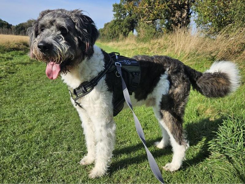 Poodle for adoption in Telford, Shropshire – 4 years old - Image 1 of 2