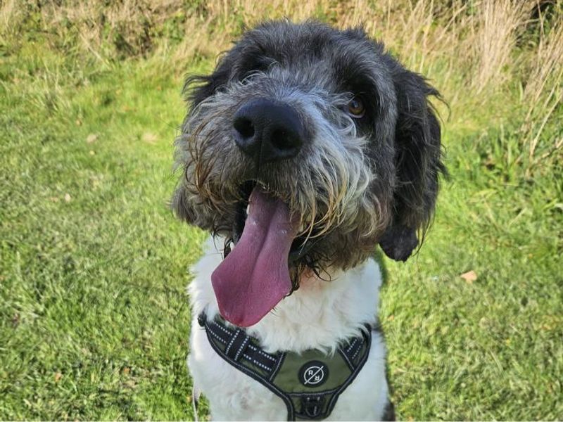 Poodle for adoption in Telford, Shropshire – 4 years old - Image 2 of 2