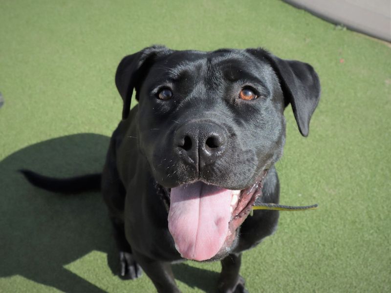 Cherry | Retriever (Labrador) Cross | Evesham (Worcestershire) - 1