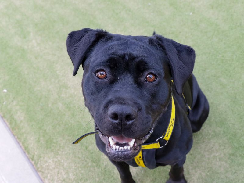 Cherry | Retriever (Labrador) Cross | Evesham (Worcestershire) - 1
