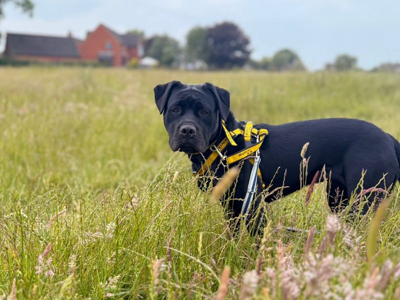 Cherry | Retriever (Labrador) Cross | Evesham (Worcestershire) - 1