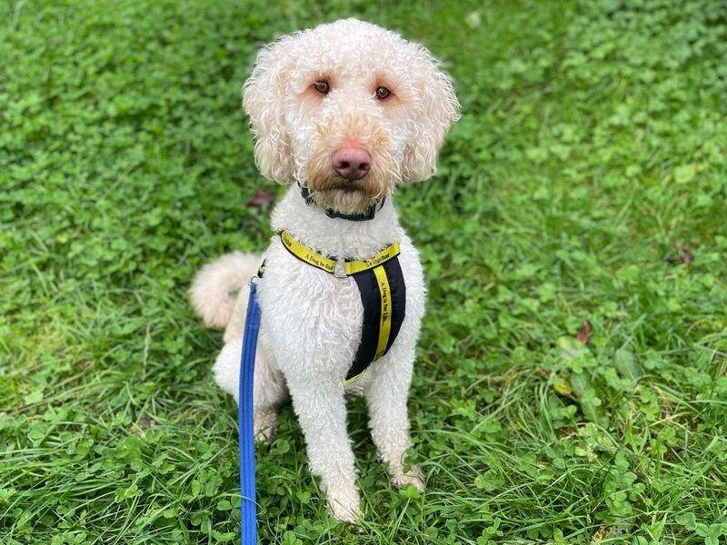 Poodle for adoption in Wymeswold, Leicestershire – 2 years old