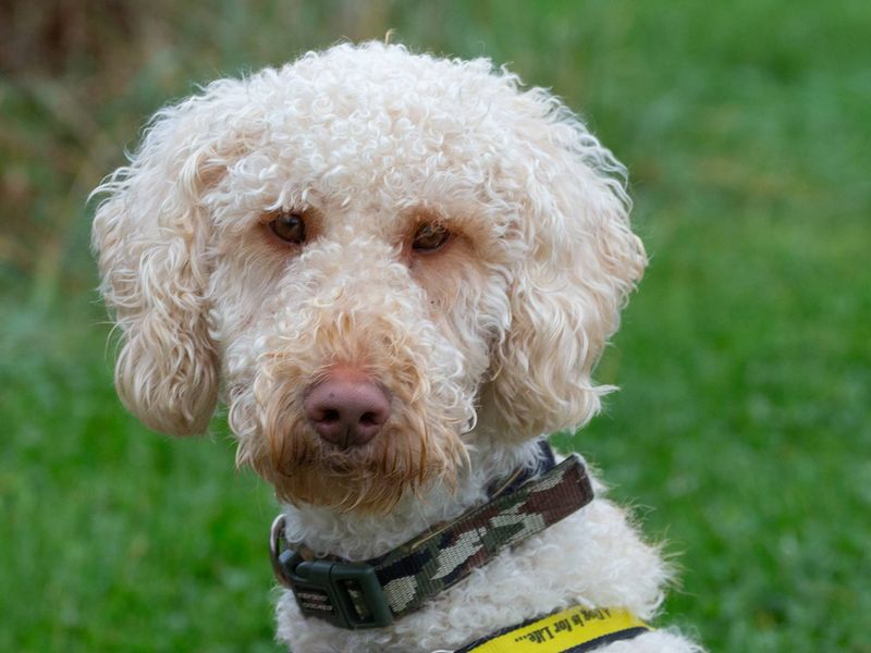 Charlie | Retriever (Labrador) Cross | Loughborough - 1