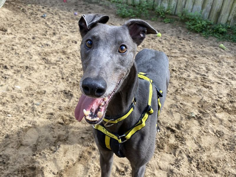 Greyhound for adoption in Ilfracombe, North Devon – 6 years old - Image 1 of 3