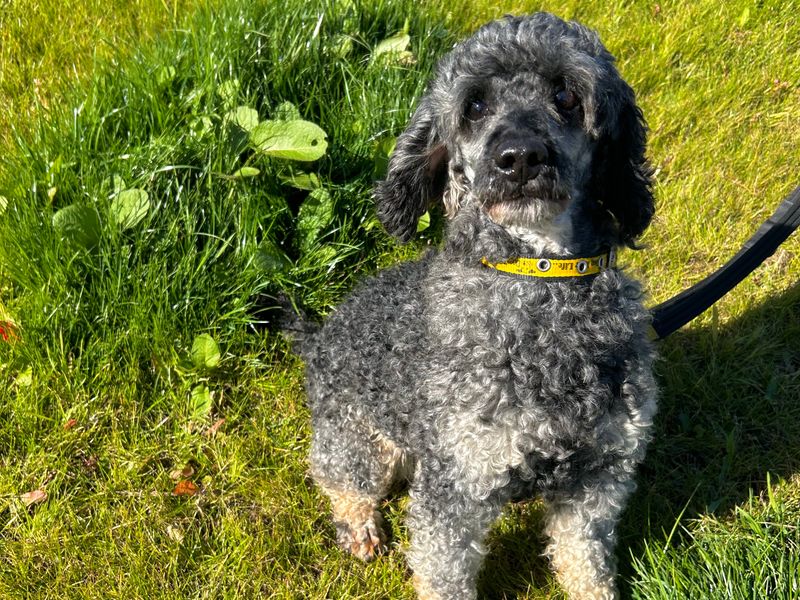 Poodle for adoption in Ballymena, County Antrim – 11 years old - Image 2 of 2