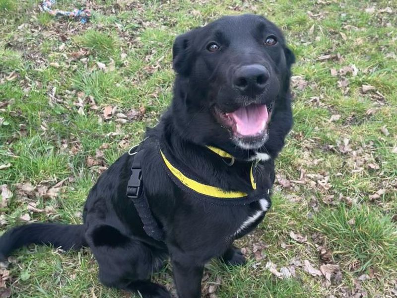 Border Collie for adoption in Telford, Shropshire – 1 year old