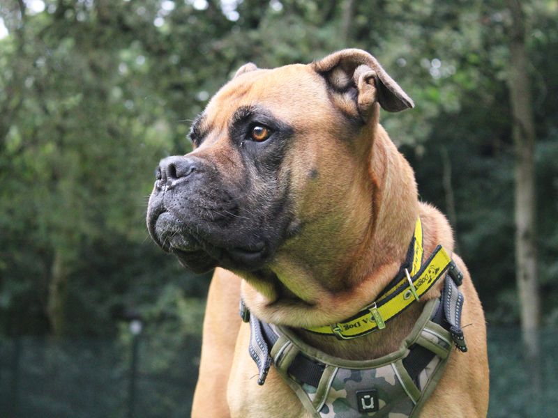 Mastiff for adoption in Liverpool, Merseyside – 8 years old - Image 1 of 4