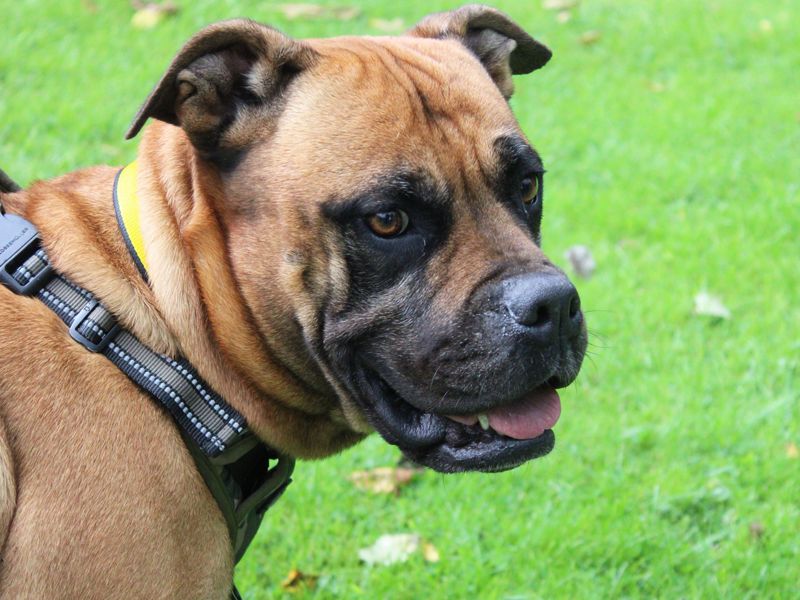 Mastiff for adoption in Liverpool, Merseyside – 8 years old - Image 3 of 4