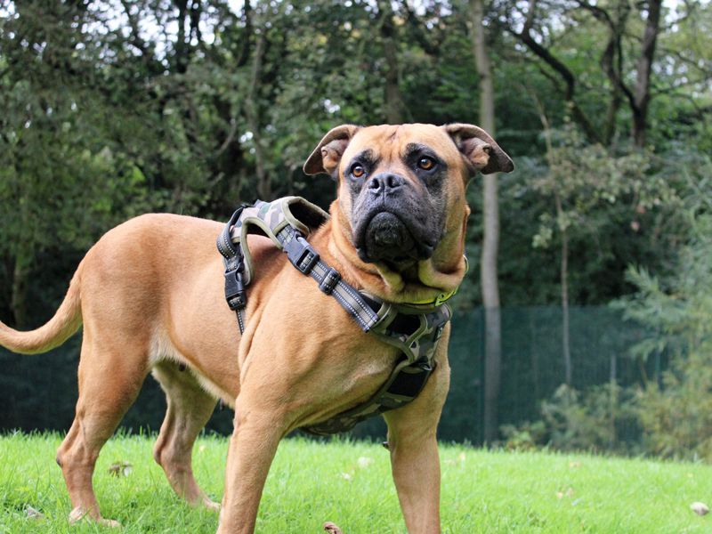 Mastiff for adoption in Liverpool, Merseyside – 8 years old - Image 4 of 4