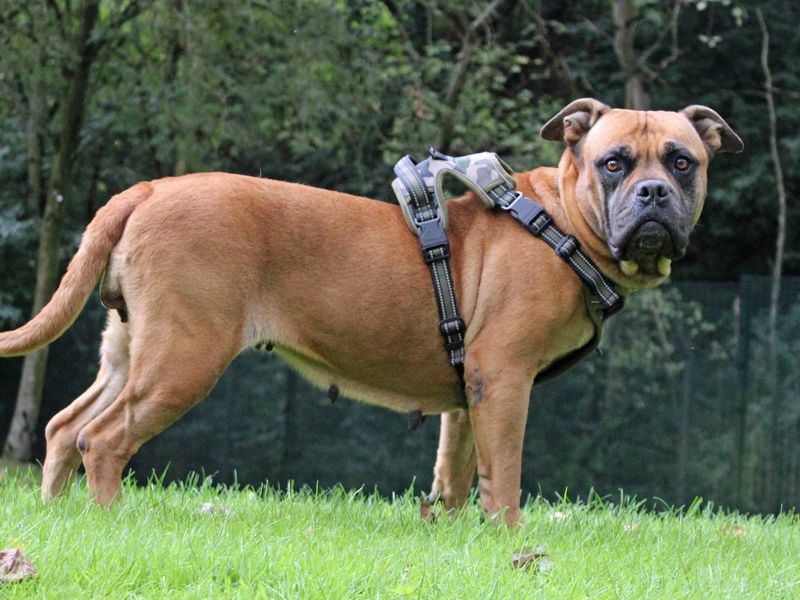 Mastiff for adoption in Liverpool, Merseyside – 8 years old - Image 2 of 4