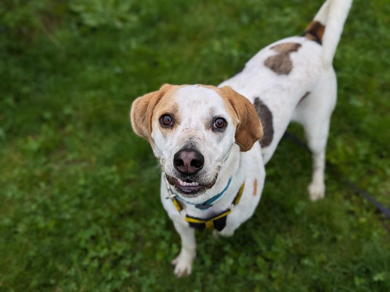 Beagle for adoption in Mid Glamorgan, Wales – 2 years old - Image 1 of 2