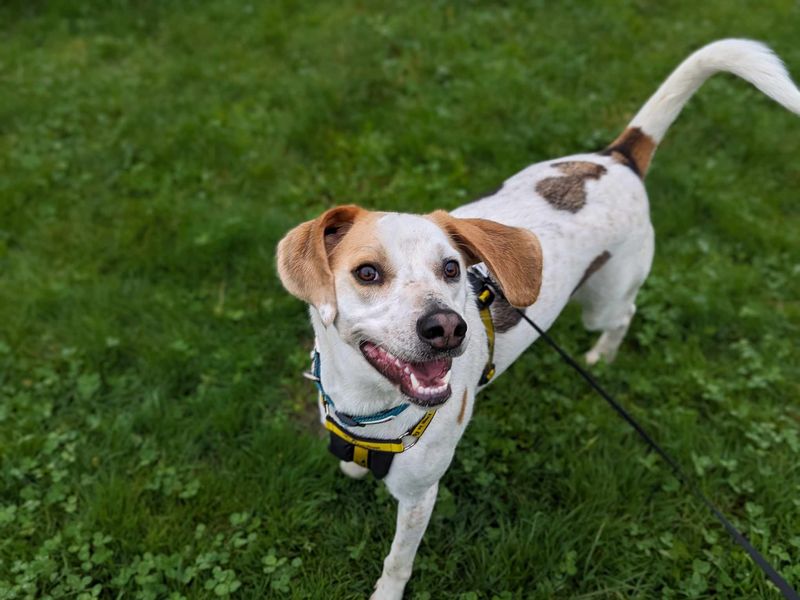 Beagle for adoption in Mid Glamorgan, Wales – 2 years old - Image 2 of 2