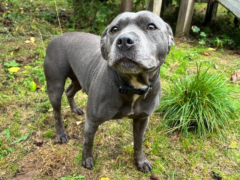 Staffordshire Bull Terrier for adoption in Wymeswold, Leicestershire – 7 years old - Image 2 of 2