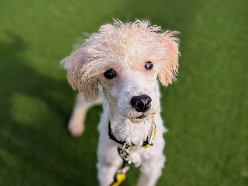 Poodle for adoption in Cardiff, Glamorgan – 2 years old - Image 1 of 3