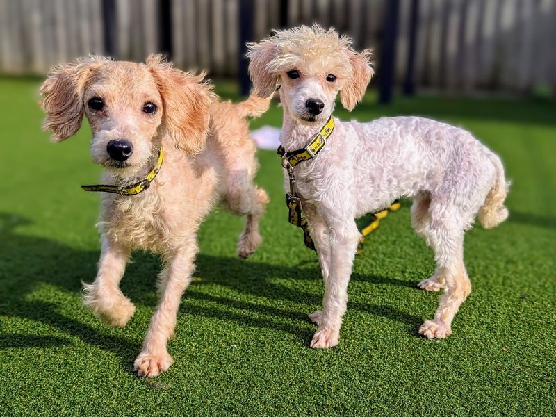 Poodle for adoption in Cardiff, Glamorgan – 2 years old - Image 3 of 3