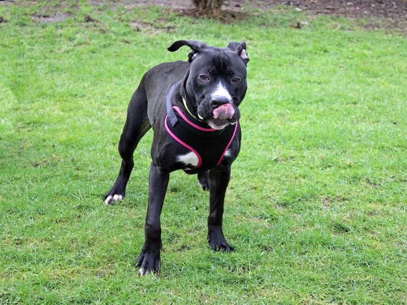 Ralph for sale in Liverpool, Merseyside | Image 2