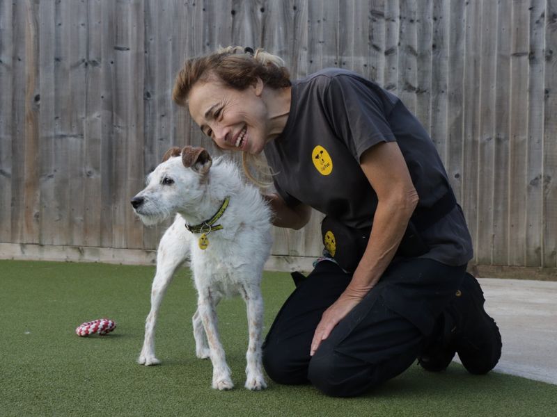 Jack Russell for adoption in Evesham, Worcestershire – 7 years old - Image 4 of 6