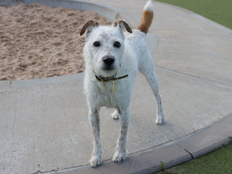 Jack Russell for adoption in Evesham, Worcestershire – 7 years old - Image 6 of 6