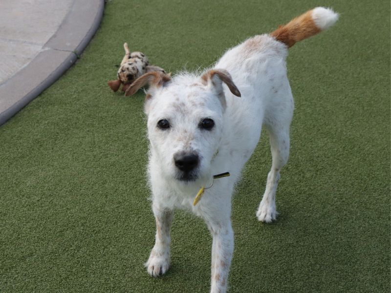Jack Russell for adoption in Evesham, Worcestershire – 7 years old - Image 2 of 6