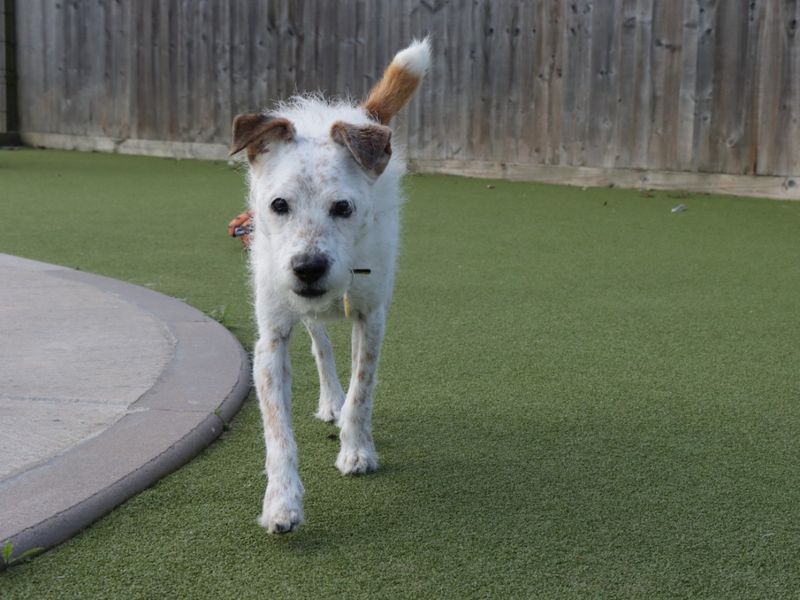 Jack Russell for adoption in Evesham, Worcestershire – 7 years old - Image 5 of 6