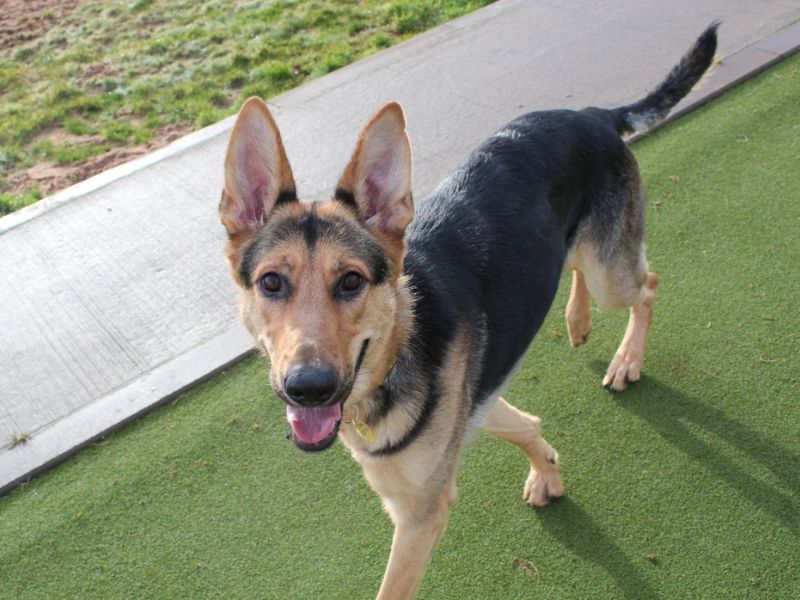German Shepherd for adoption in Evesham, Worcestershire – 2 years old - Image 7 of 7