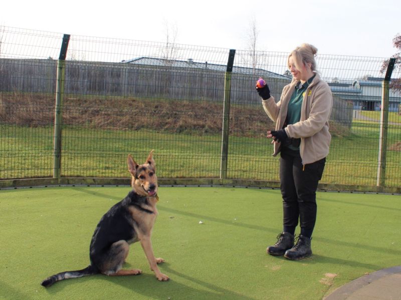 German Shepherd for adoption in Evesham, Worcestershire – 2 years old