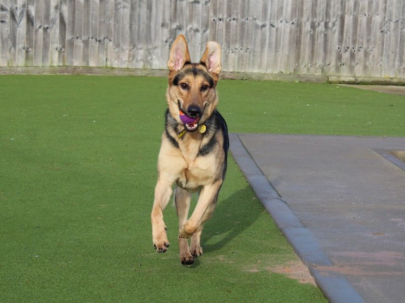 German Shepherd for adoption in Evesham, Worcestershire – 2 years old - Image 5 of 7