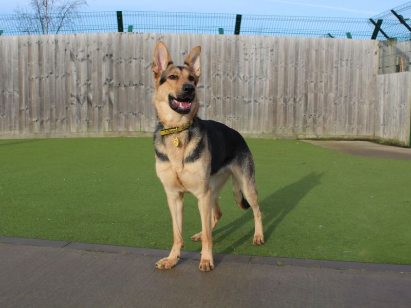 German Shepherd for adoption in Evesham, Worcestershire – 2 years old - Image 6 of 7
