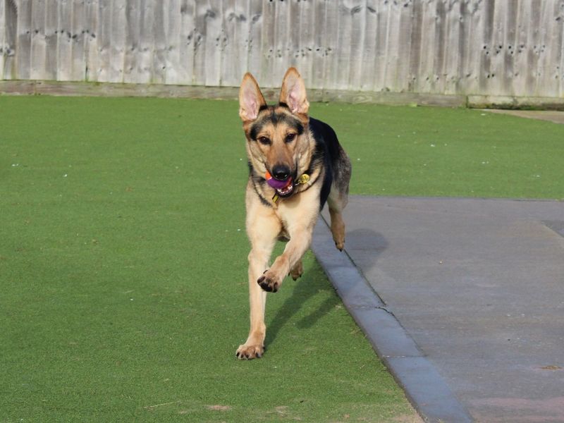 German Shepherd for adoption in Evesham, Worcestershire – 2 years old - Image 2 of 7