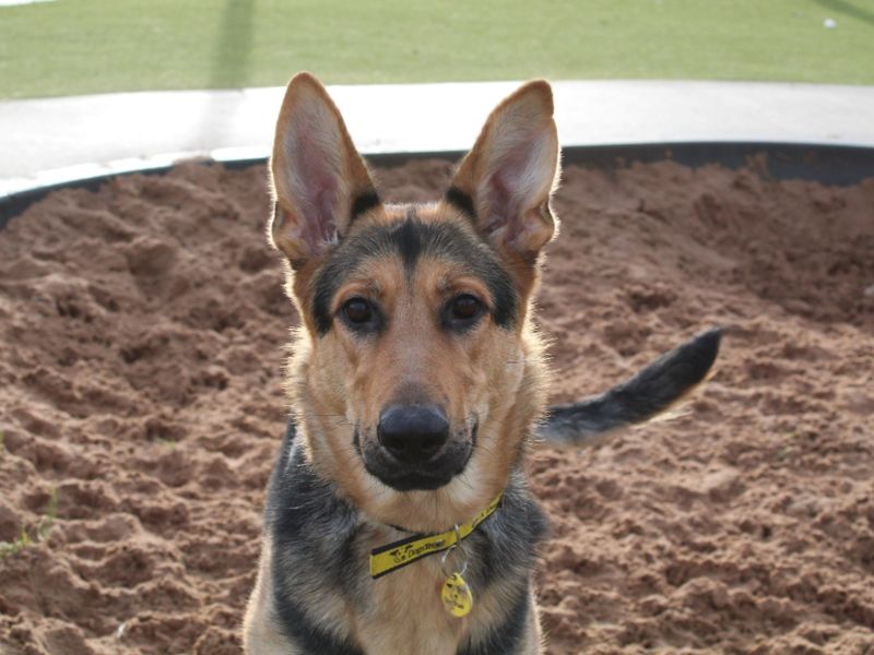 German Shepherd for adoption in Evesham, Worcestershire – 2 years old - Image 3 of 7