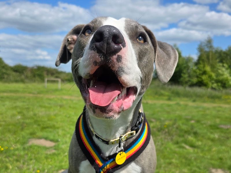 Ivy | Terrier (Staffordshire Bull) Cross | Leeds - 1