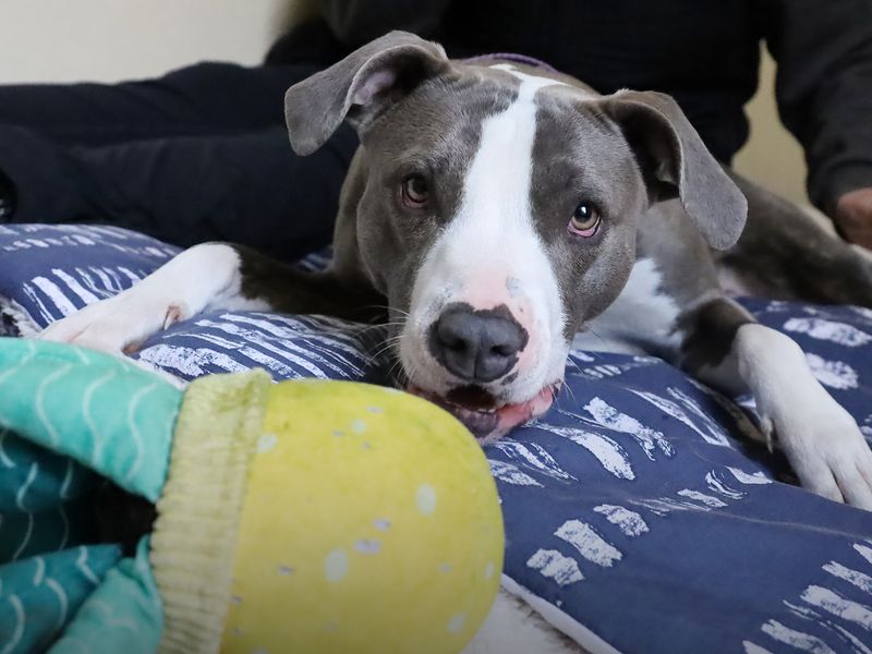 undefined | Terrier (Staffordshire Bull) Cross | undefined - 9