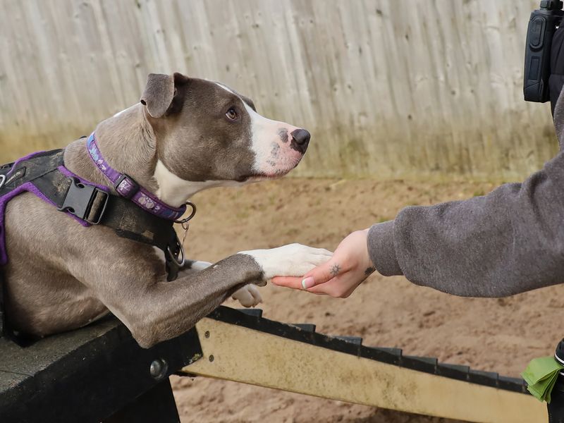 undefined | Terrier (Staffordshire Bull) Cross | undefined - 6