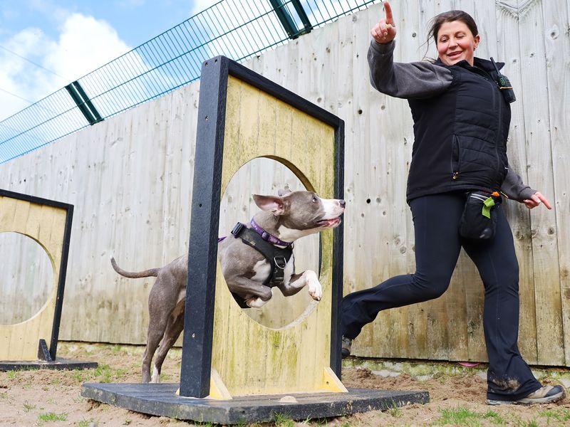 undefined | Terrier (Staffordshire Bull) Cross | undefined - 5
