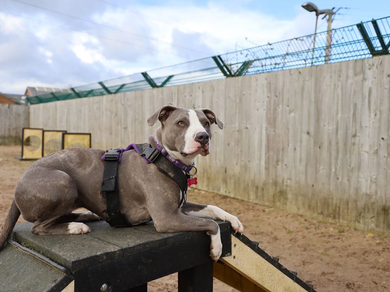 undefined | Terrier (Staffordshire Bull) Cross | undefined - 11