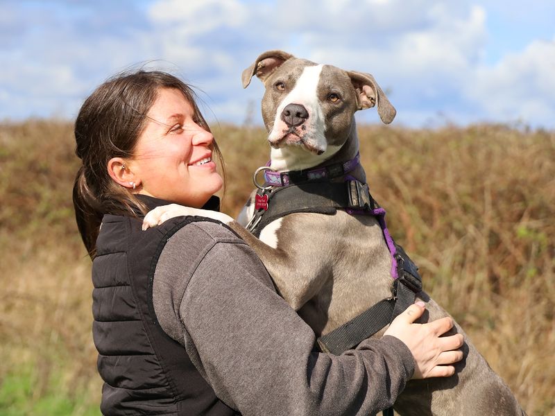 undefined | Terrier (Staffordshire Bull) Cross | undefined - 3
