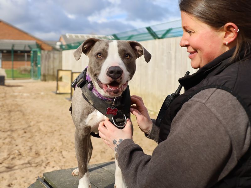 undefined | Terrier (Staffordshire Bull) Cross | undefined - 2